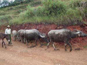 蒿枝箐自然村農村經濟-畜牧養殖