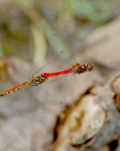 豎眉赤蜻 豎眉赤蜻
