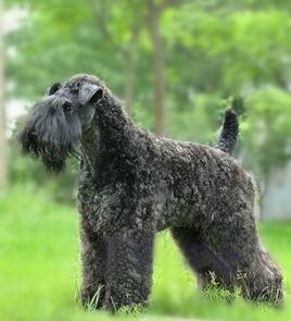 愛爾蘭藍犬 愛爾蘭藍犬