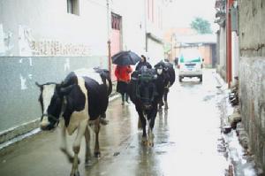 大關邑村奶牛養殖
