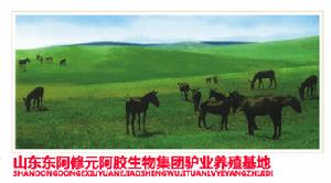 東阿修元集團驢業養殖基地