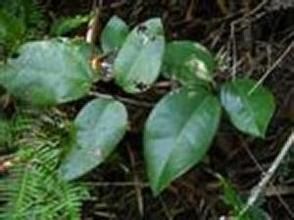 粉葉野木瓜 粉葉野木瓜