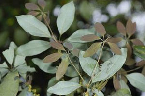 紫新木姜子 紫新木姜子