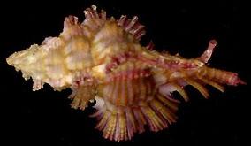 紅鰭芭蕉螺 紅鰭芭蕉螺