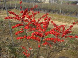 北美冬青 北美冬青