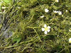 長葉水毛茛 長葉水毛茛