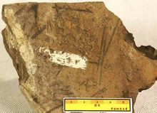 正筆石目 正筆石目