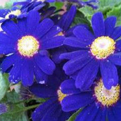 寶藍瓜葉菊 寶藍瓜葉菊