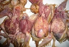 聚醚類抗球蟲藥中毒——病禽剖解