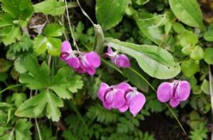 峨眉馬先蒿 峨眉馬先蒿