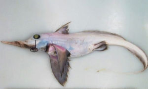 扁吻銀鮫 扁吻銀鮫