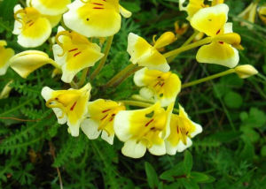 變色馬先蒿 變色馬先蒿