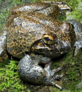 波留寧棘蛙 波留寧棘蛙