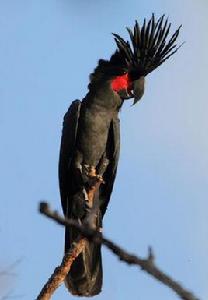 棕櫚巴丹鸚鵡 棕櫚巴丹鸚鵡