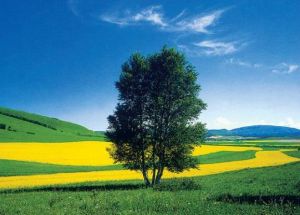 張北壩上草原 張北壩上草原