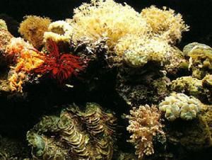 羽珊瑚