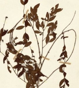 小雙花金絲桃 小雙花金絲桃