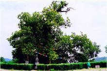 太原槐樹
