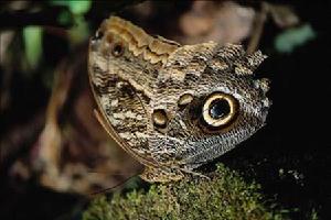 蝴蝶博物館 蝴蝶博物館