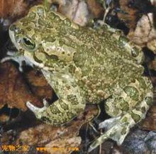 綠紋蟾蜍