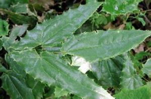 天全淫羊藿 天全淫羊藿