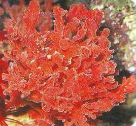 紅棘海綿 紅棘海綿