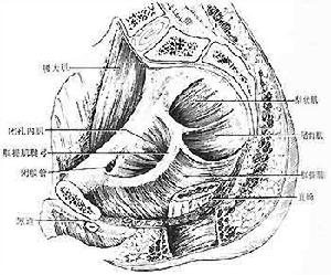妊娠合併生殖器皰疹