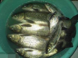 恆河魚海龍 恆河魚海龍