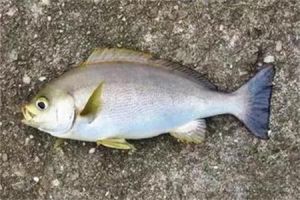 斑尾深康吉鰻 斑尾深康吉鰻