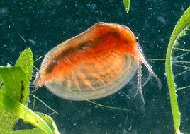 中國原狹蚌蟲 中國原狹蚌蟲