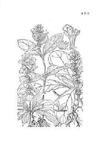 金瘡小草(原變種) 金瘡小草(原變種)