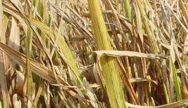 水稻橙葉病 水稻橙葉病