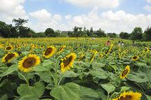 西溪濕地&middot;洪園