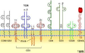 免疫球蛋白超家族