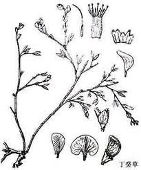 丁癸草根 丁癸草根