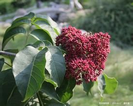 湖北臭檀 湖北臭檀