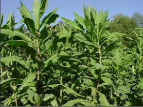 蔓生苦蕒菜 蔓生苦蕒菜