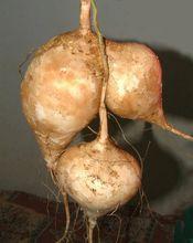 牧馬山地瓜圖片