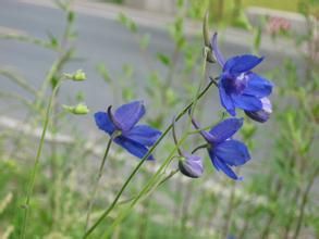 秦嶺翠雀花 秦嶺翠雀花