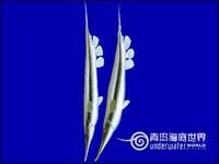 條紋蝦魚 條紋蝦魚