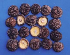 慶元香菇 慶元香菇