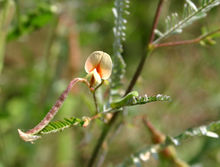 含羞草決明的花、果及植株