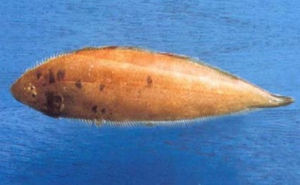 長體舌鰨 長體舌鰨