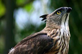 褐冠鵑隼 褐冠鵑隼