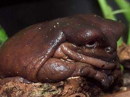 劉氏髭蟾 劉氏髭蟾