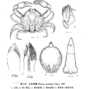 尖齒拳蟹 尖齒拳蟹