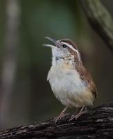 科拉葦鷦鷯 科拉葦鷦鷯