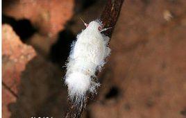 碧蛾蠟蟬 碧蛾蠟蟬