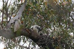 灰鷹[亞鷹科動物]