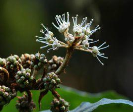 八角金盤屬 八角金盤屬